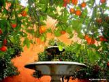 Agua y Naranjos
