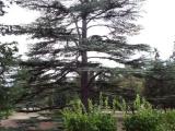 Курортное