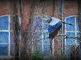 A Blue Heron takes flight down the river.