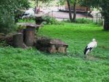 Korkeasaari, Helsinki, Zoo -  znajomi z polskich stron.