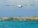 SEAGULL FLYING OVER ILLETAS SEAGULL FLYING OVER ILLETAS