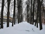 Аллея в усадебном парке Дугино