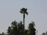 Palm Trees over Hi Corbett