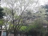 SƯA TRẮNG (Thàn mát): Milletia Ichthyocchtona Drake SƯA TRẮNG (Thàn mát): Milletia Ichthyocchtona Drake
