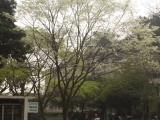 Cây sưa ở cổng Công viên Bách thảo Hà Nội Cây sưa ở cổng Công viên Bách thảo Hà Nội