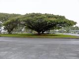 Huge Monkey Pod Tree on Kamehameha Avenue in Hilo.  2007-06-17