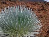 Silversword of Haleakala Silversword of Haleakala