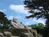 Mähnenspringer Felsen "Mit freundlicher Genehmigung vom Tierpark Hagenbeck" Mähnenspringer Felsen "Mit freundlicher Genehmigung vom Tierpark Hagenbeck"