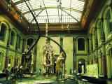 Dinosaurier im Museum für Naturkunde Berlin Dinosaurier im Museum für Naturkunde Berlin