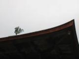 Bird on the roof at Ginkaku-ji