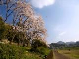 Cherry in Kanogawa Cherry in Kanogawa