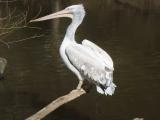 Pelican Pelican