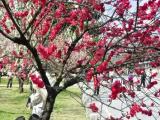 Peach forest of Kyoto Gyoen Peach forest of Kyoto Gyoen