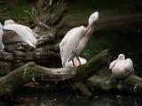 Rosapelikane "Mit freundlicher Genehmigung vom Tierpark Hagenbeck" Rosapelikane "Mit freundlicher Genehmigung vom Tierpark Hagenbeck"