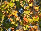 Fall Leaves Fall Leaves