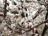 ดอกท้อ   peach blossom   桃花
