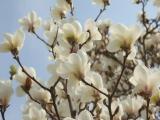 ดอกแมกโนเลีย   Yulan Magnolia   玉兰花