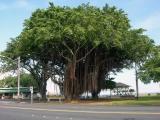 Banyan Tree of Hilo Bay