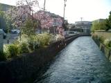 春の鞍月用水 春の鞍月用水