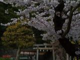 八神社の桜