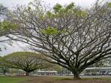 Monkey pod trees