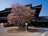 Kyoto Imperial Palace 左近桜 Sakon-no-Sakura (Most famous, individual tree) Kyoto Imperial Palace 左近桜 Sakon-no-Sakura (Most famous, individual tree)