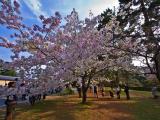 Spring comes, and the flower blooms. Spring comes, and the flower blooms.