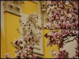 Zaduma w magnolii. Zaduma w magnolii.