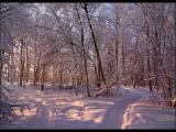 Солнечный зимний день. Февраль 2011