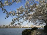 千波湖に咲く桜(水戸市) 千波湖に咲く桜(水戸市)