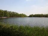 บรรยากาศยามฤดูใบไม้ผลิ   Spring scenery   春季