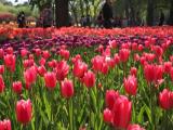 สวนพฤกษศาสตร์กรุงปักกิ่ง 北京植物园