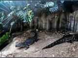 In the other jungle... In the other jungle...