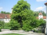 Blutenburg von innen Blutenburg von innen