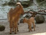 Hamburg (D); Hagenbecks Tierpark im Frühjahr Hamburg (D); Hagenbecks Tierpark im Frühjahr
