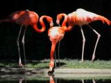 Harmony in Zoo Harmony in Zoo