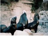 Sealions, Tiergarten, Schonbrunn Sealions, Tiergarten, Schonbrunn