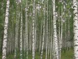 2009, Лукоянов 2009, Лукоянов