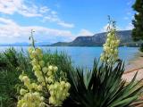 Passeggiata Rivalunga - Pianta di yucca in fiore Passeggiata Rivalunga - Pianta di yucca in fiore