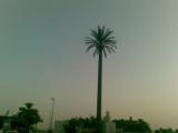 This is not a real palm tree-It's mobile phone mast, ajman-uae This is not a real palm tree-It's mobile phone mast, ajman-uae