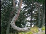 Curva natural Curva natural