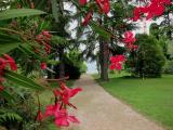 Passeggiata - Fiori di olendro Passeggiata - Fiori di olendro