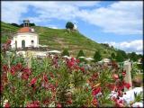 "BelvederePavillon" - WeinBergSchlösschen Wackerbarth - Radebeul - 120611 "BelvederePavillon" - WeinBergSchlösschen Wackerbarth - Radebeul - 120611