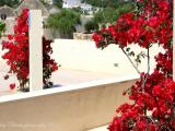 bouganville- Sant Francesc de Xavier bouganville- Sant Francesc de Xavier