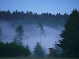 Ascending Fog Ascending Fog
