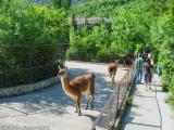 Lamas in the Yalta Zoo