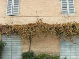 House with vine, Via Giacomo Matteotti (1885 - 1924) House with vine, Via Giacomo Matteotti (1885 - 1924)