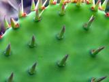 Prickly Pear Cactus (Opuntia engelmannii) Prickly Pear Cactus (Opuntia engelmannii)