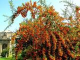 Gloria di frutti autunnali fuori Porta Faul Gloria di frutti autunnali fuori Porta Faul