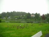 Swan Lake with ducks!